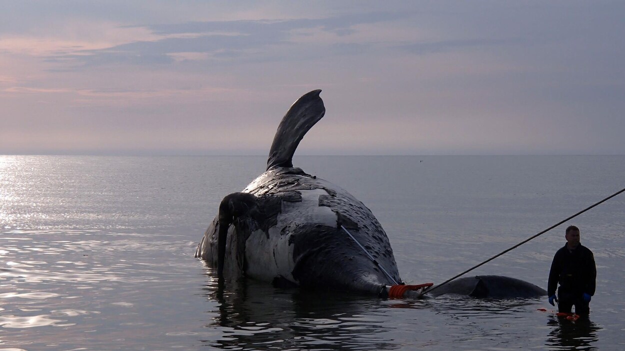 Une baleine noire morte dans le golfe du Saint-Laurent.