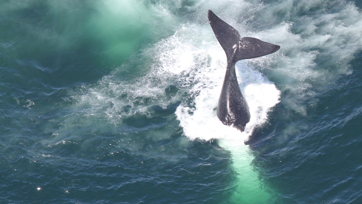 Plusieurs baleines ont été retrouvés mortes dans le golfe du Saint-Laurent à l'été 2017.