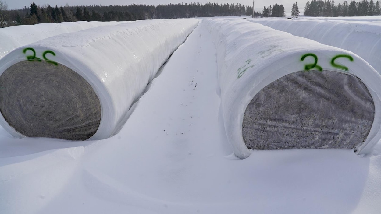 Feu vert pour une collecte à la ferme du plastique agricole au Kamouraska
