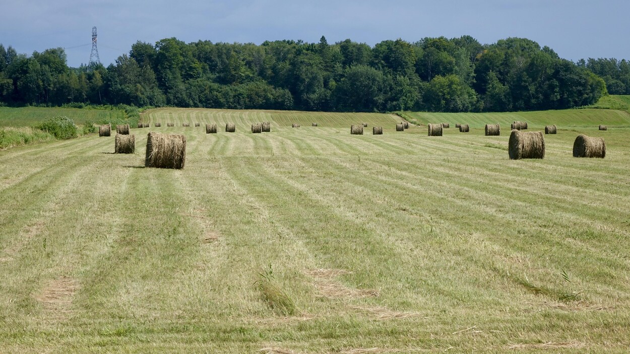 Des ballots de foin dans un grand champ