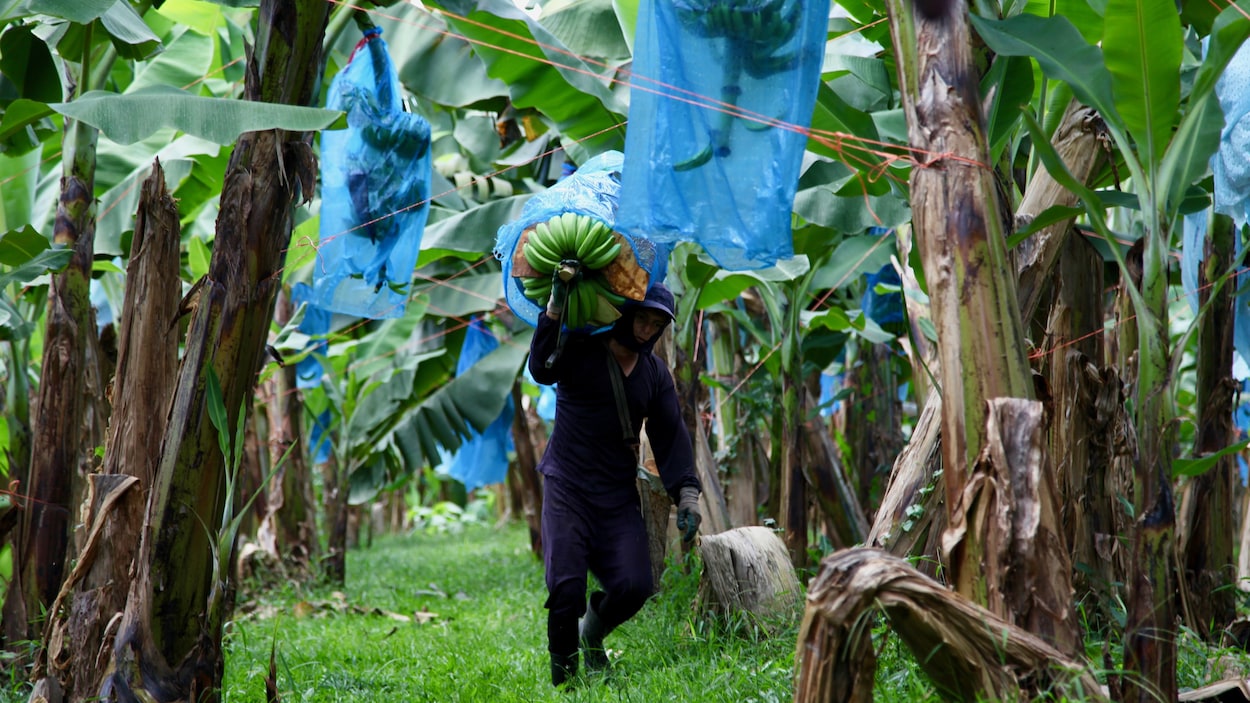 Un homme marchant entre les rangs de bananiers transporte sur son épaule un régime de bananes destiné à la vente.