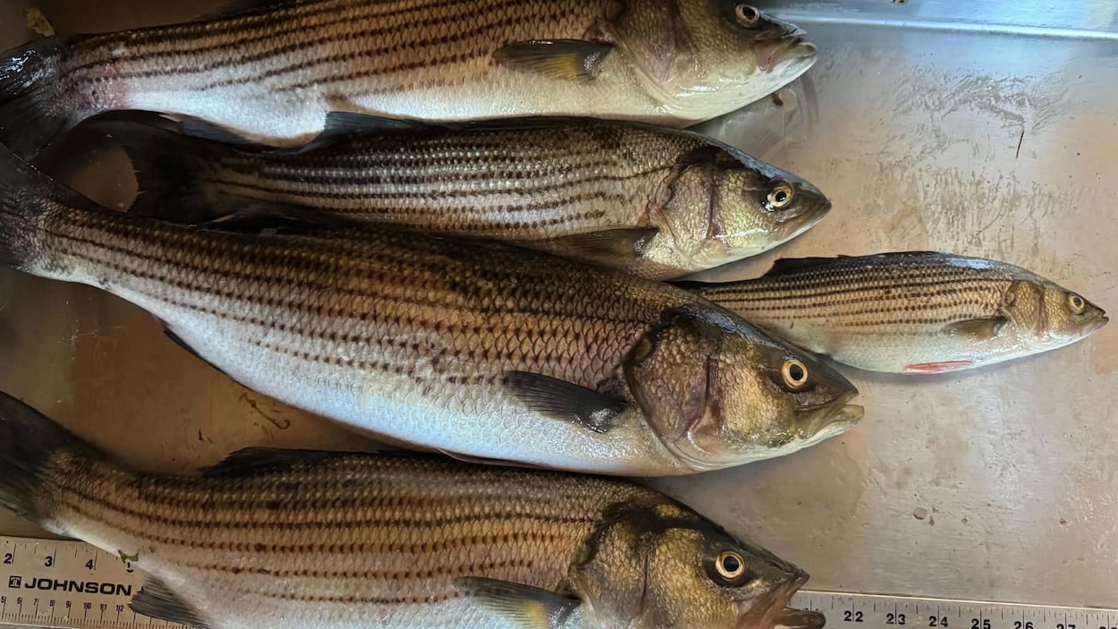 Pêche scientifique au bar rayé dans le Saguenay : 74 poissons pêchés sur 100