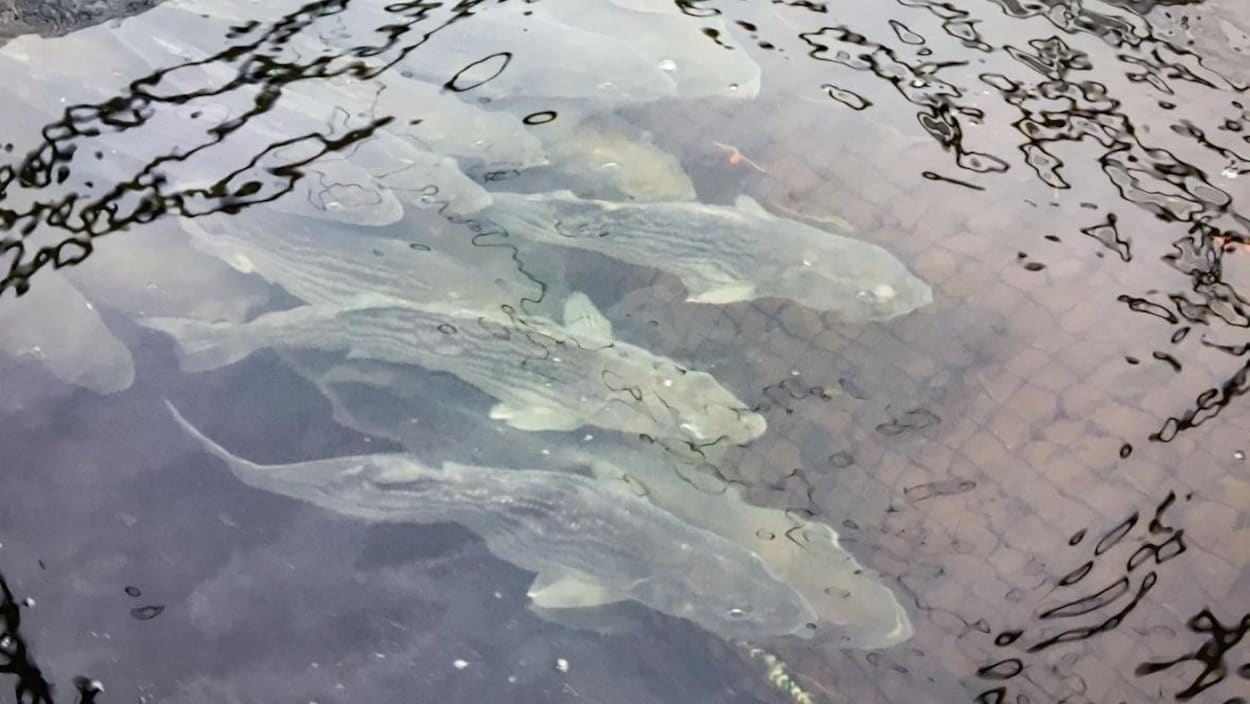 Une douzaine de poissons nageant côte à côte