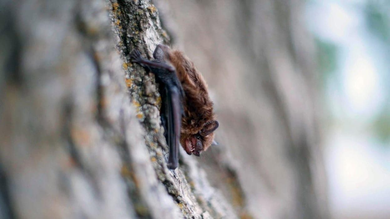 Dépistage de la rage chez des jeunes après la découverte d’une chauve-souris dans un bus