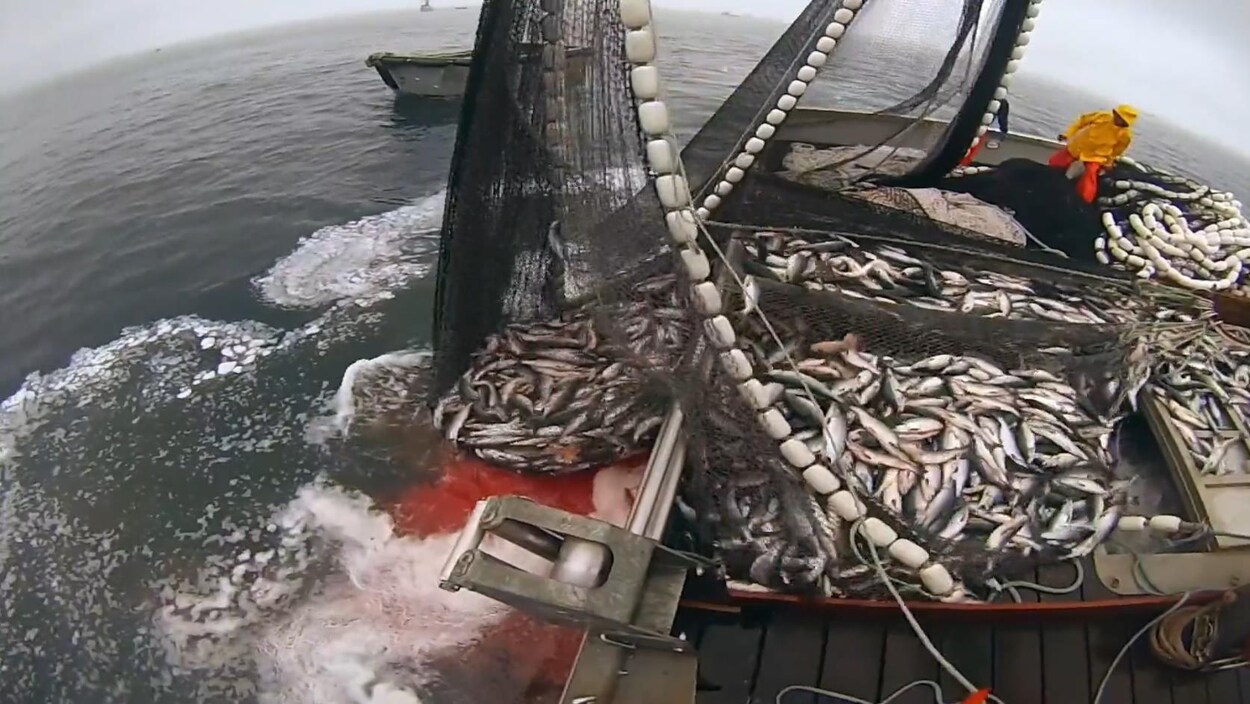 Un bateau de pêche en action