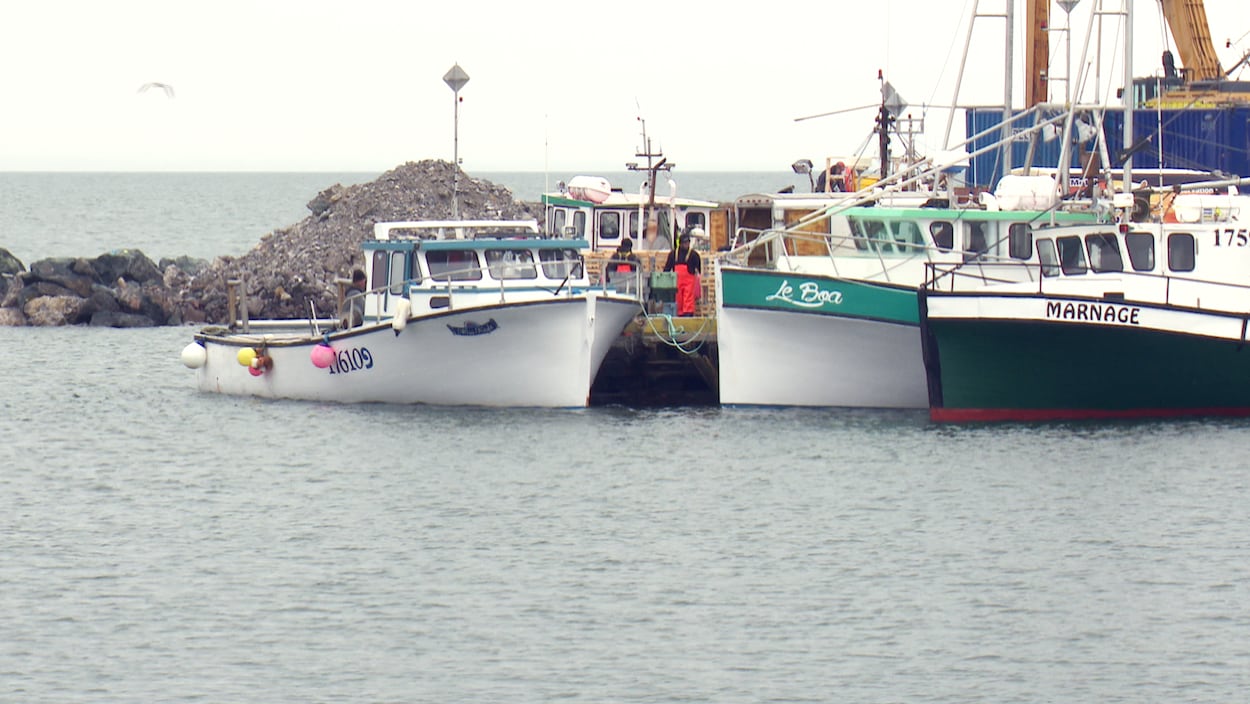Des bateaux de pêche amarrés à un quai
