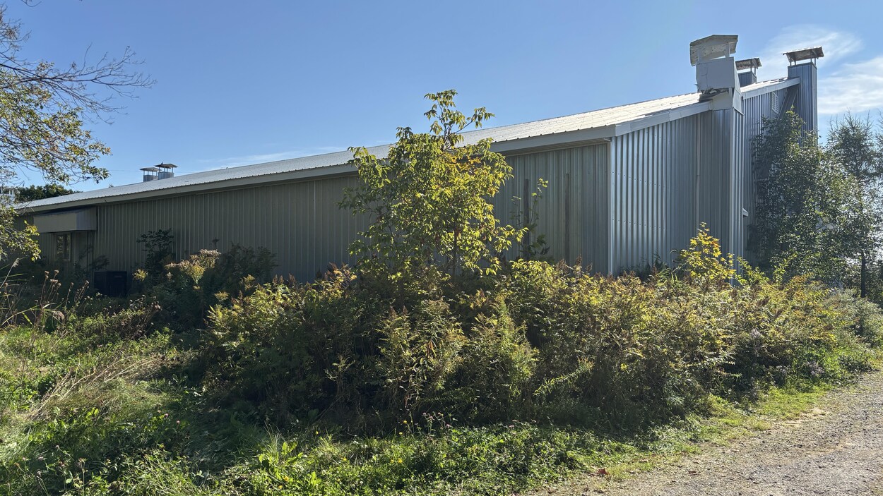 Une serre de cannabis illicite démantelée à Saint-Pierre-les-Becquets