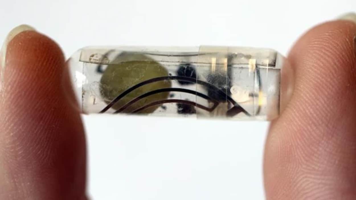 Une pile comestible qui se dissout dans le tube digestif