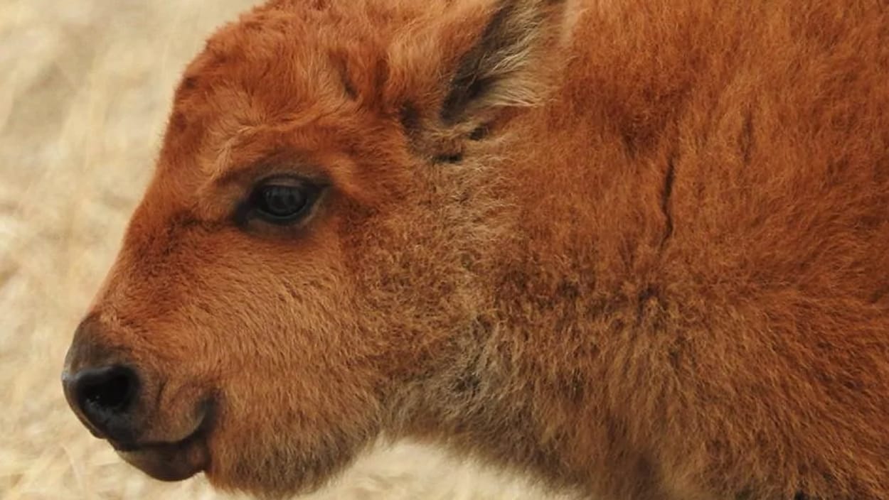 Naissance D Un Bison Dans Le Parc Du Patrimoine Wanuskewin Radio Canada Ca