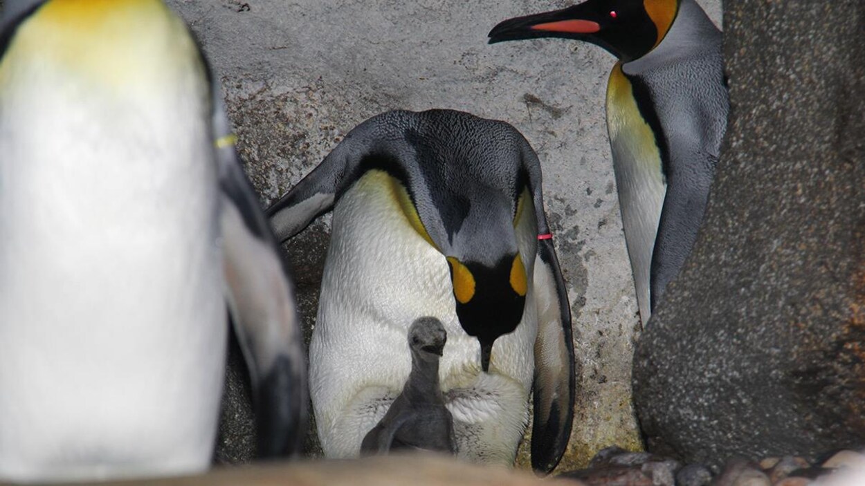 Un bébé manchot royal entouré de manchots adultes Un bébé manchot royal entouré de manchots adultes