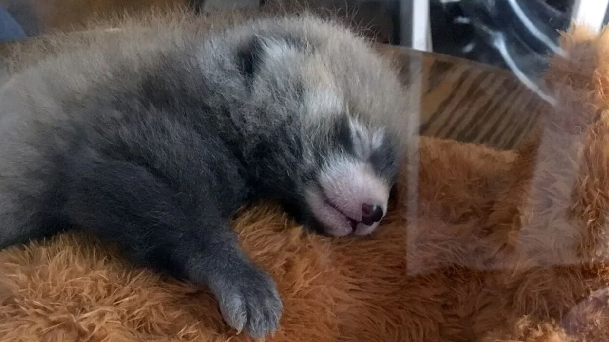 bébés pandas roux qui dorment