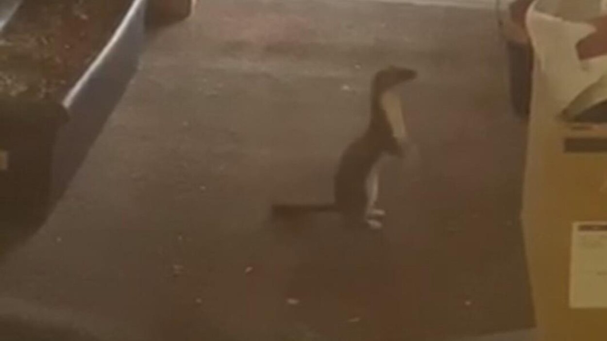 Une belette debout sur ses pattes arrières.