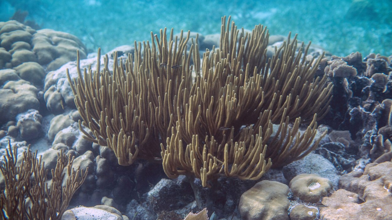 L'UNESCO retire le récif corallien du Belize de la liste du patrimoine en danger.