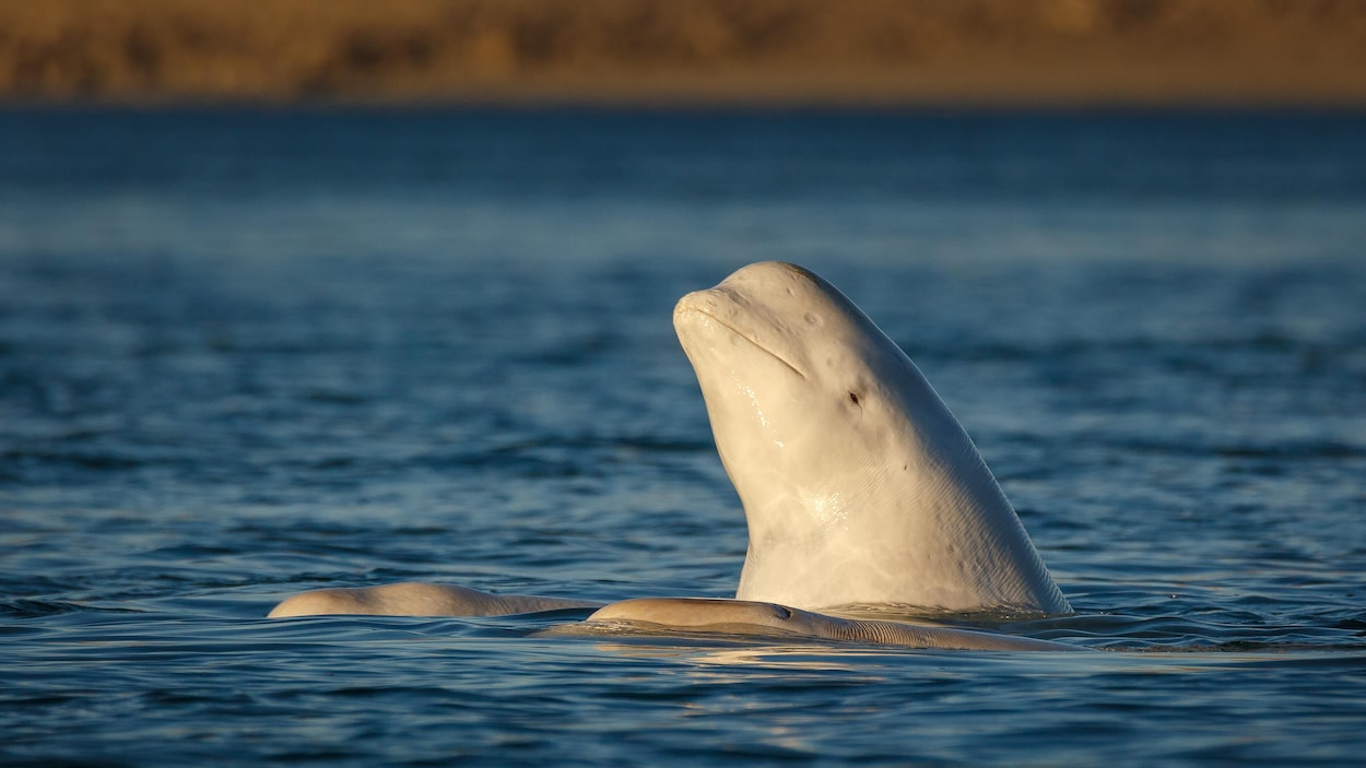Un béluga échoué aux Îles-de-la-Madeleine