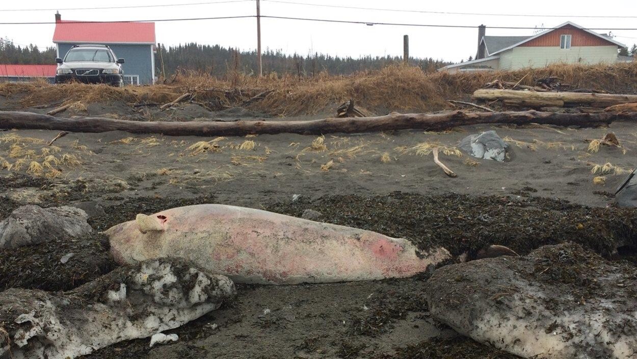 Jusqu'à une vingtaine de bélugas sont retrouvés morts sur les rives du Saint-Laurent chaque année.