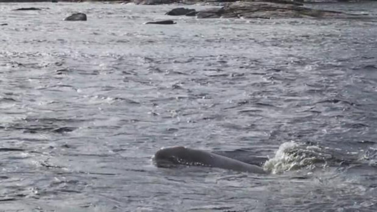 Un bébé béluga dans la rivière Népisiguit Un bébé béluga dans la rivière Népisiguit