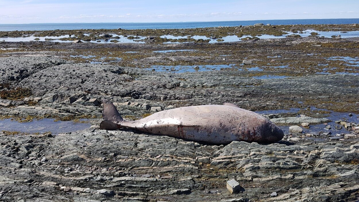 Un béluga mort sur la grève de Rimouski.