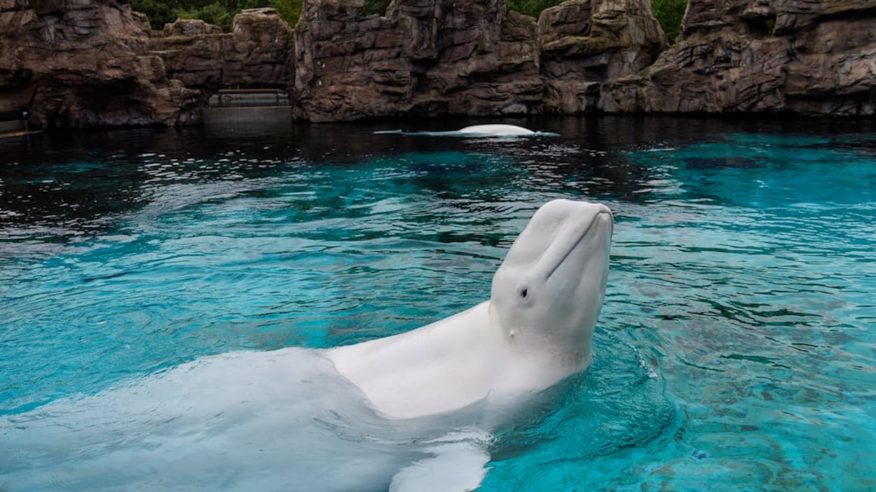 Roches, peinture et maladie : ce que révèlent des autopsies des bélugas de Marineland