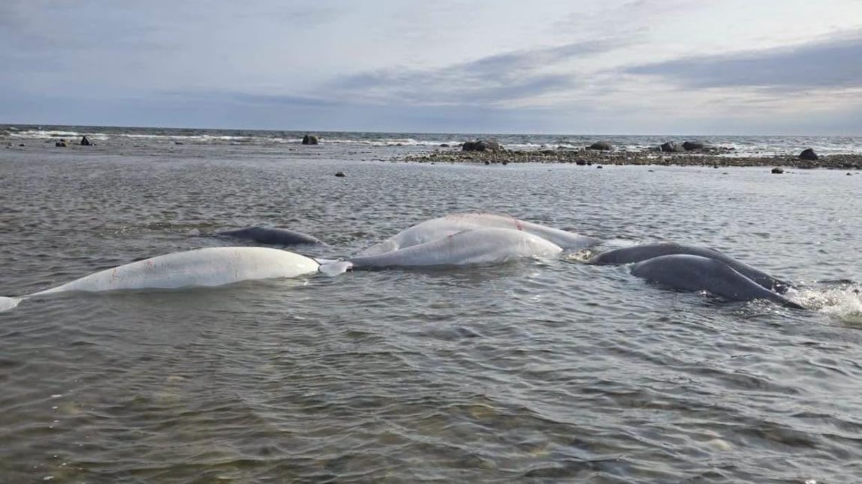 Sept bélugas sauvés de justesse à Churchill