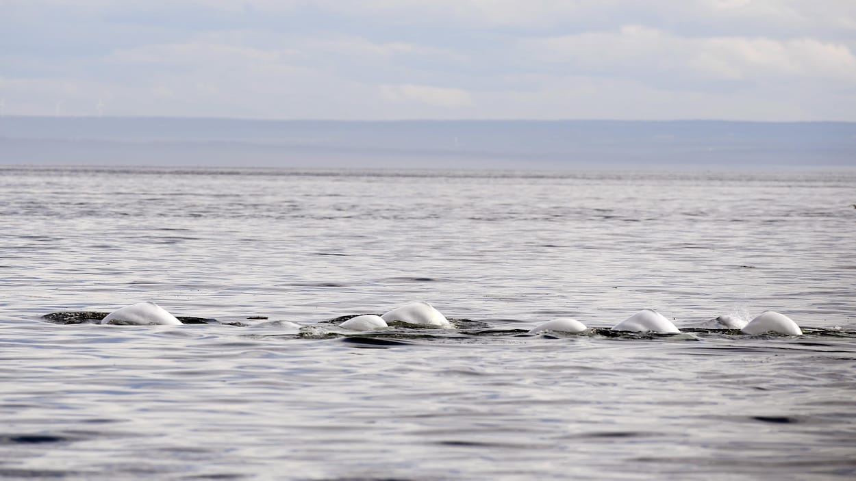Des bélugas à Rivière-au-Tonnerre : est-ce normal?