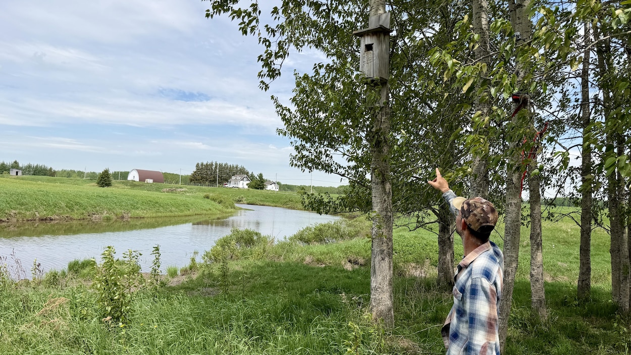 Des arbres et des nichoirs pour plus de biodiversité dans des fermes d’Abitibi-Ouest