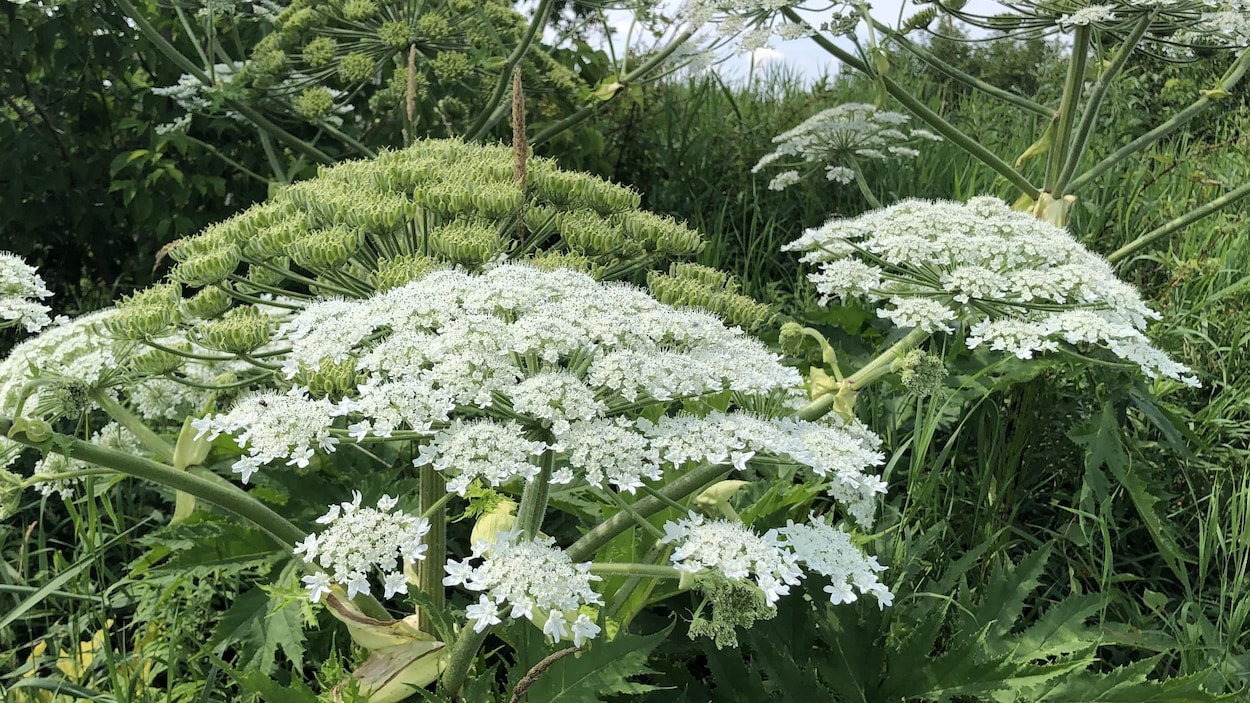 Un plant de berce du Caucase.