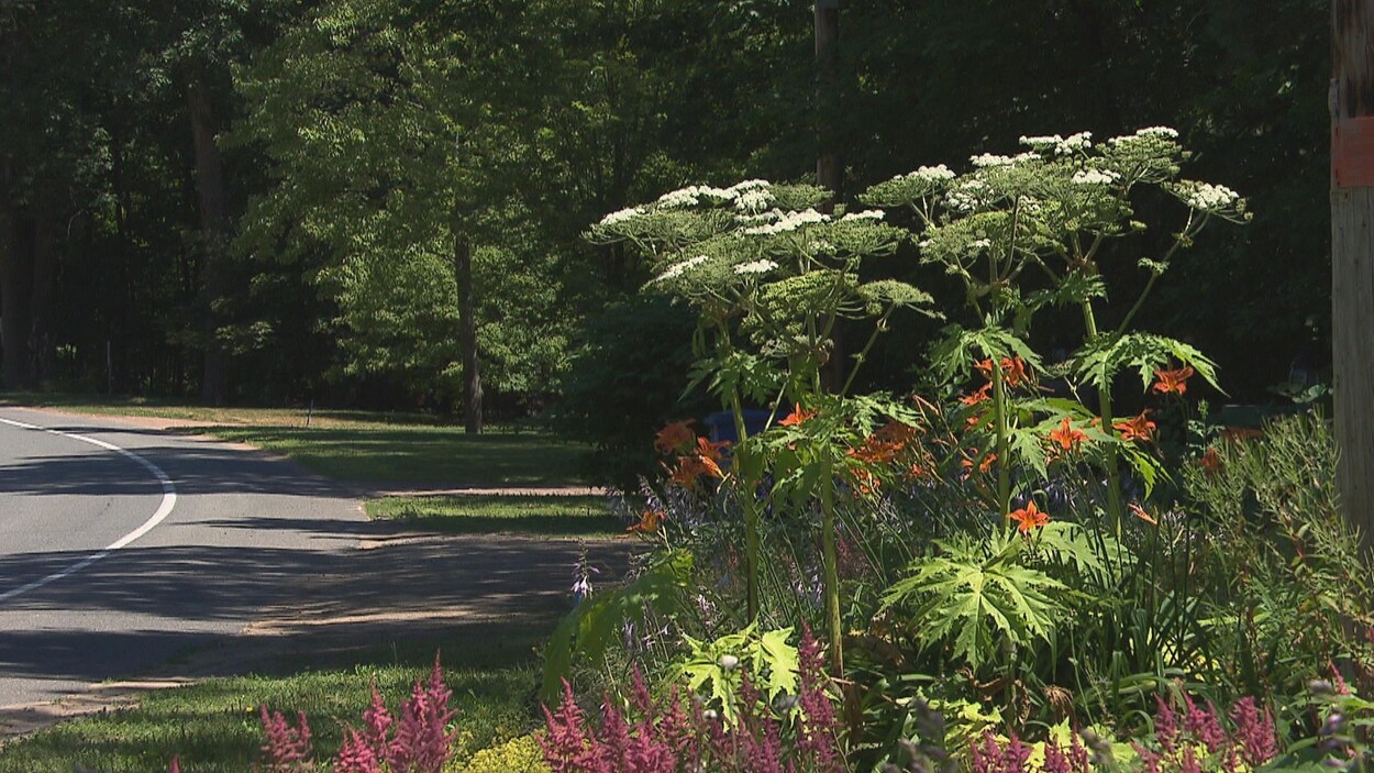 Une plante de grande taille, avec des fleures blanches, le long d'un chemin.