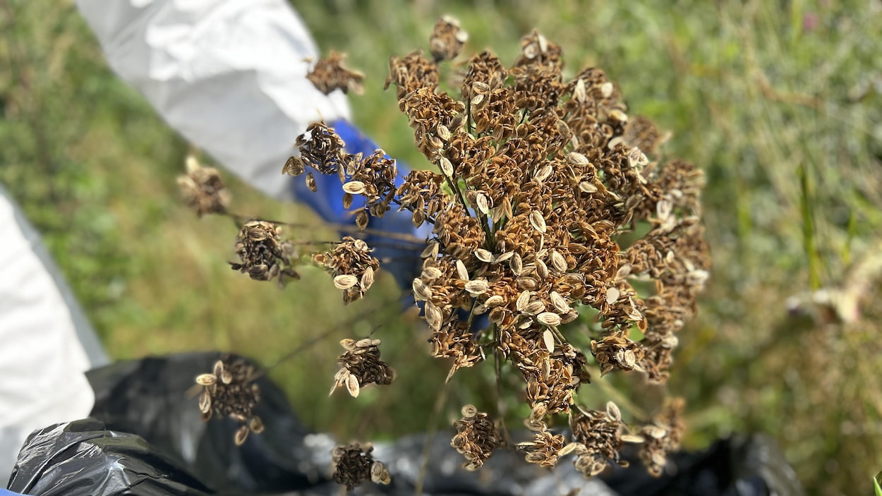 S’unir pour mieux agir contre les espèces envahissantes