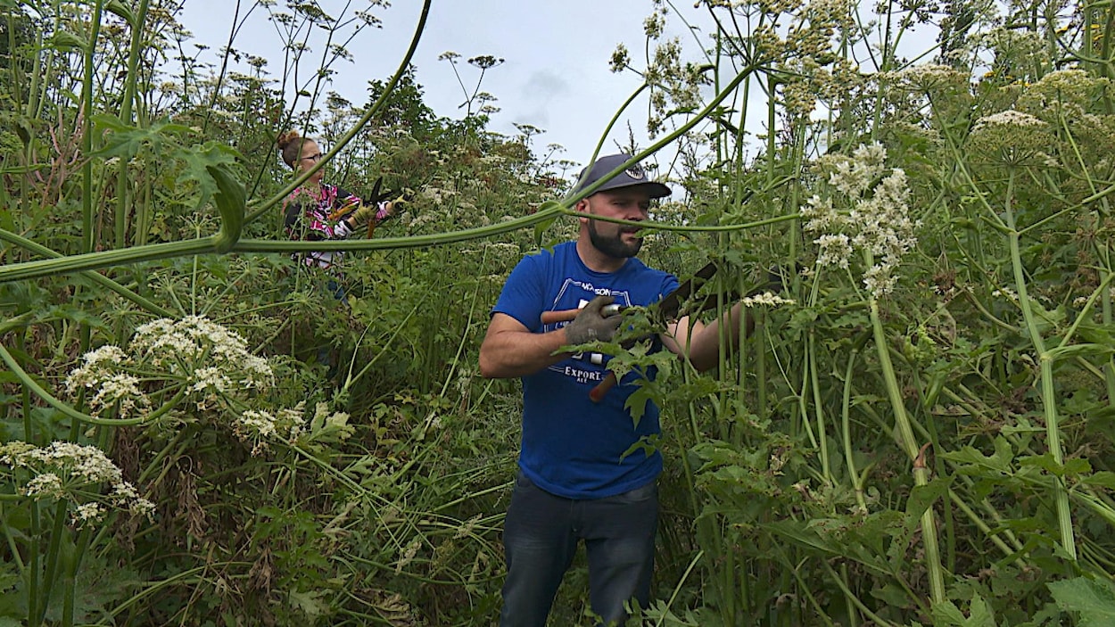 Un homme coupe des plants de berce spondyle plus hauts que lui avec un séquateur.