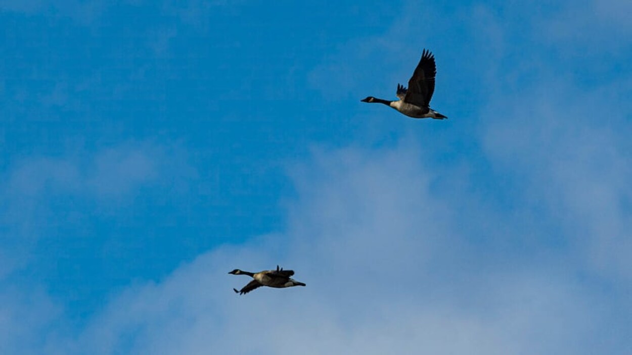 Grippe aviaire : une mortalité massive et « sans précédent » frappe le Manitoba