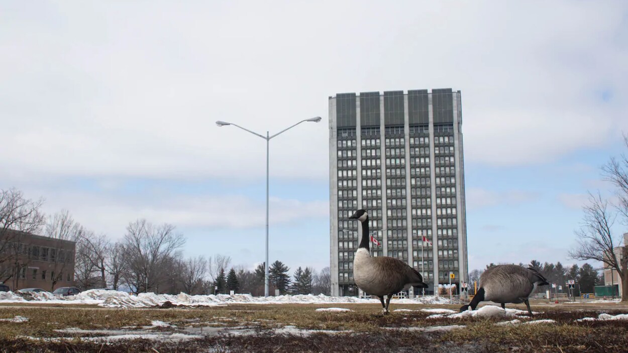 Deux bernaches dans l'herbe au printemps au Pré Tunney, à Ottawa.