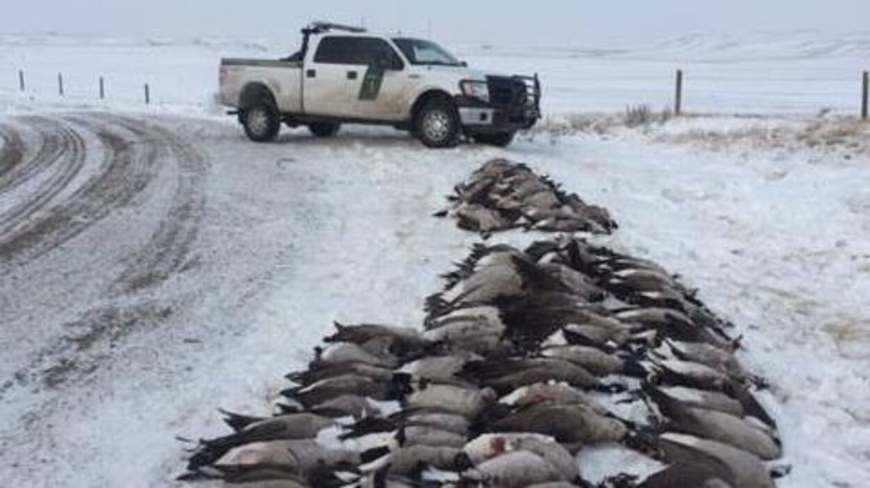 Des douzaines de bernaches mortes à côté d'une route, dans la neige. Des douzaines de bernaches mortes à côté d'une route, dans la neige.