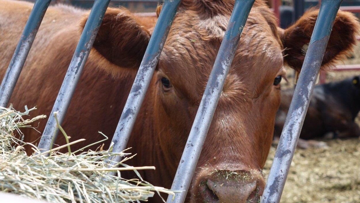 Une vache derrière un enclos