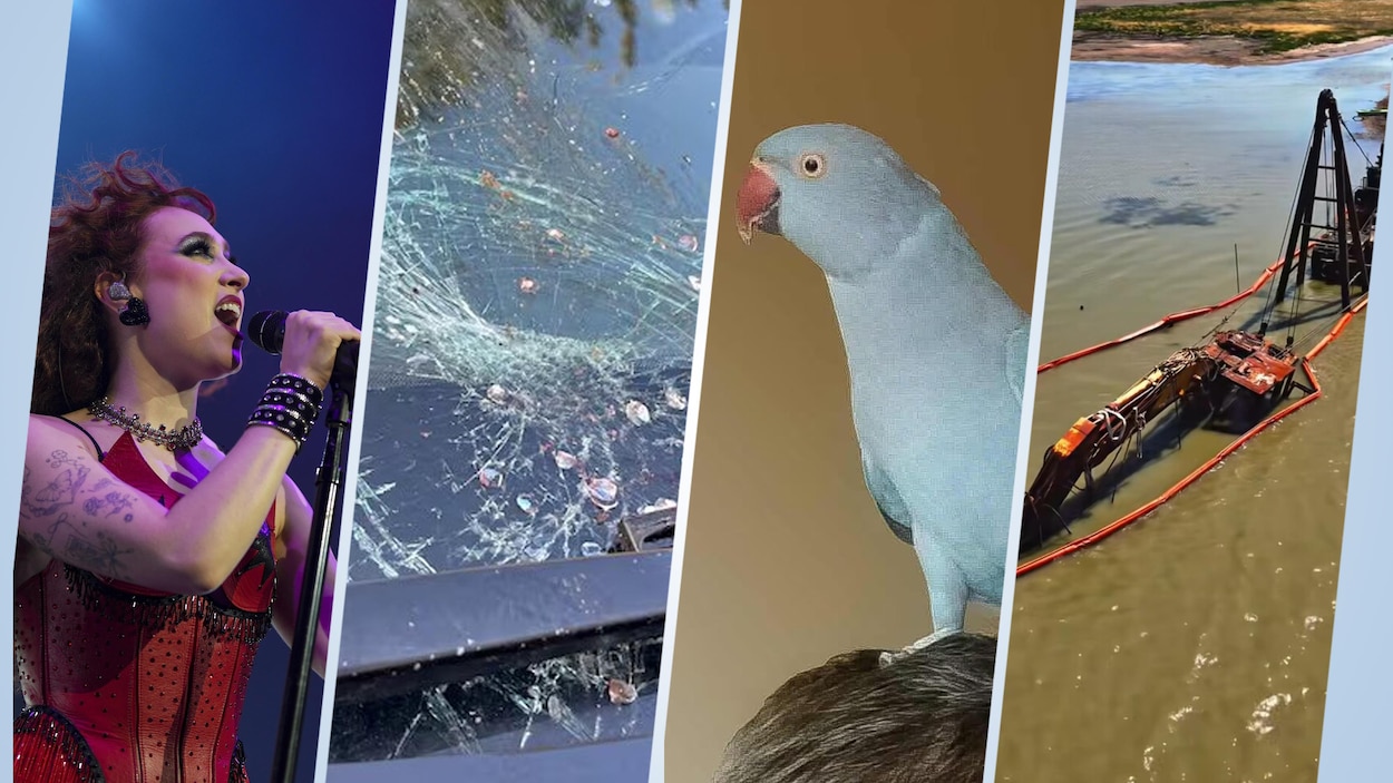 Quatre des nouvelles saskatchewanaises les plus insolites de 2025