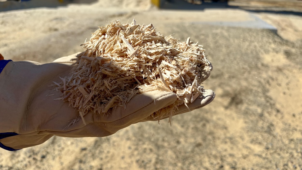 Avenir sombre pour la filière de la biomasse forestière