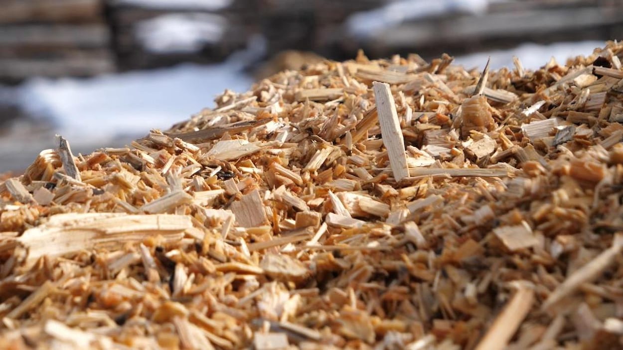Des copeaux de bois pour lutter contre les tiques