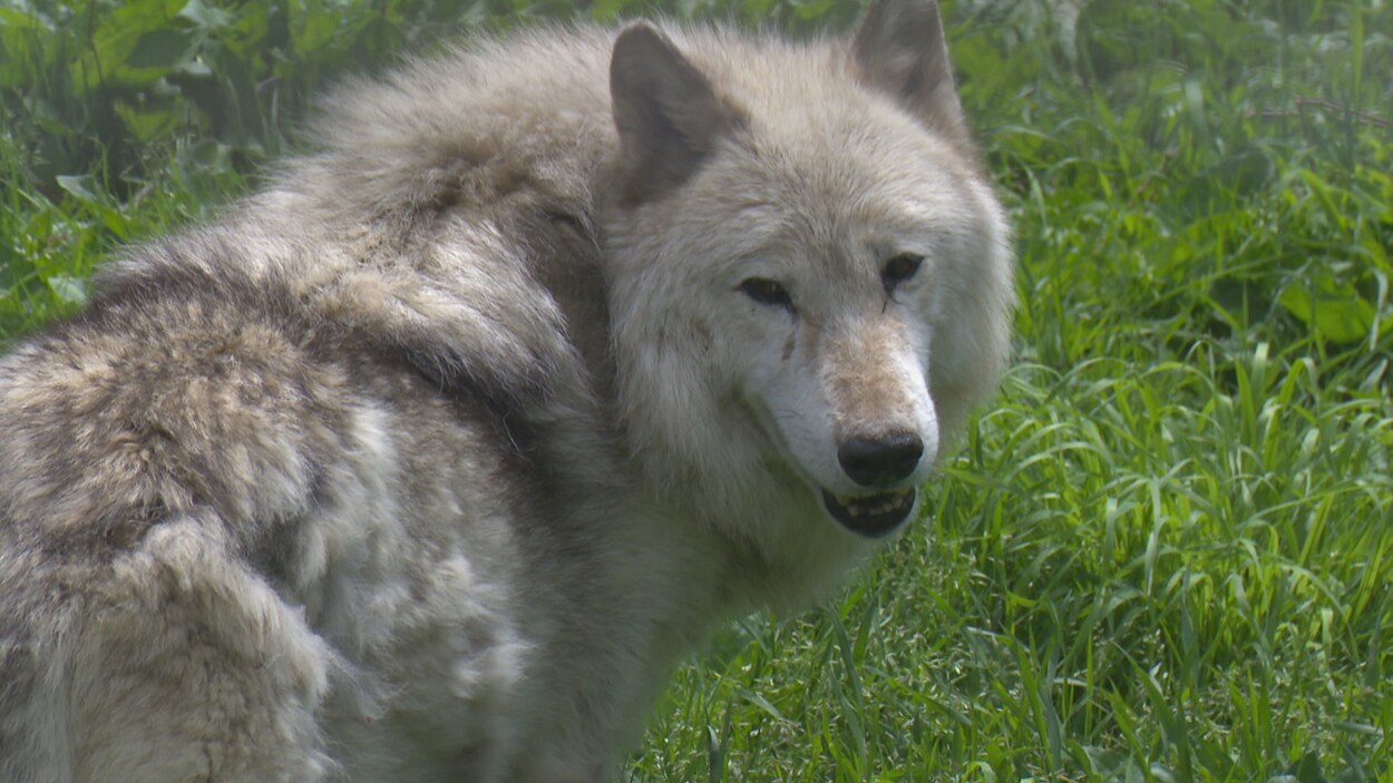 Loup gris - Bioparc