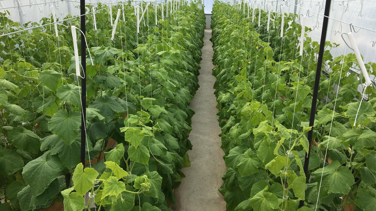 Des plans avec un feuillage vert avec des concombres.