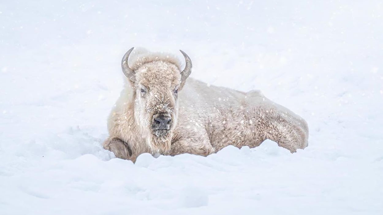 Quand le souffle du bison blanc nous a quittés