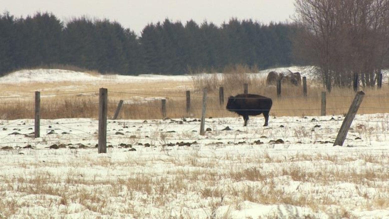 Un bison au milieu d'un champ à Lorette.