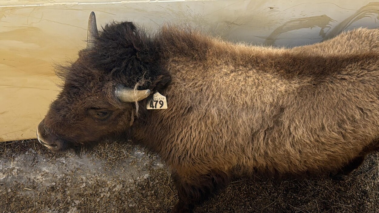 44 bisonneaux albertains ont été envoyés en Alaska