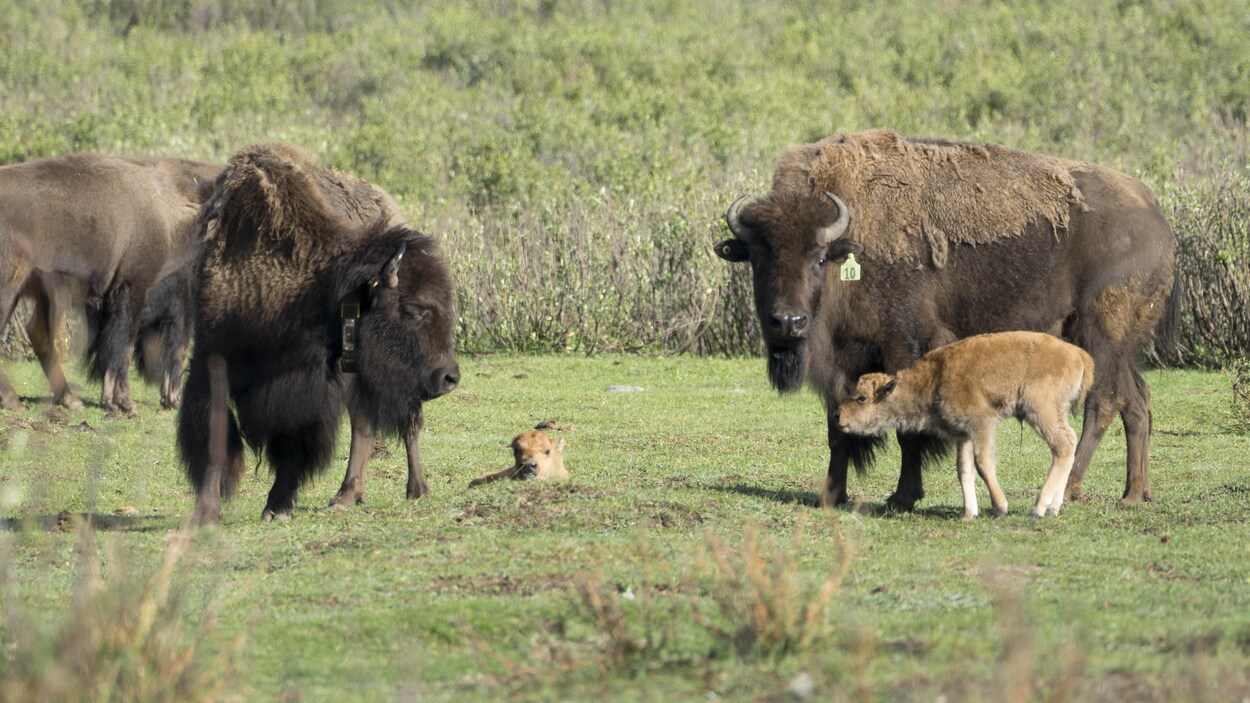 Deux bisons près de deux bisonneaux. Deux bisons près de deux bisonneaux.