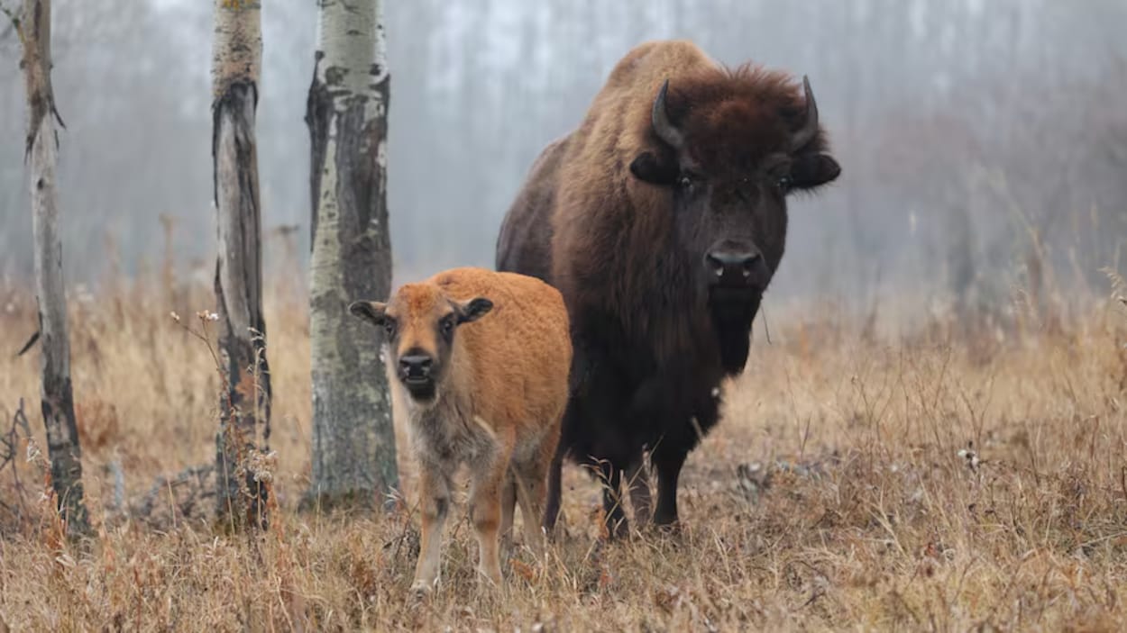 Des chercheurs percent le secret du génome du bison