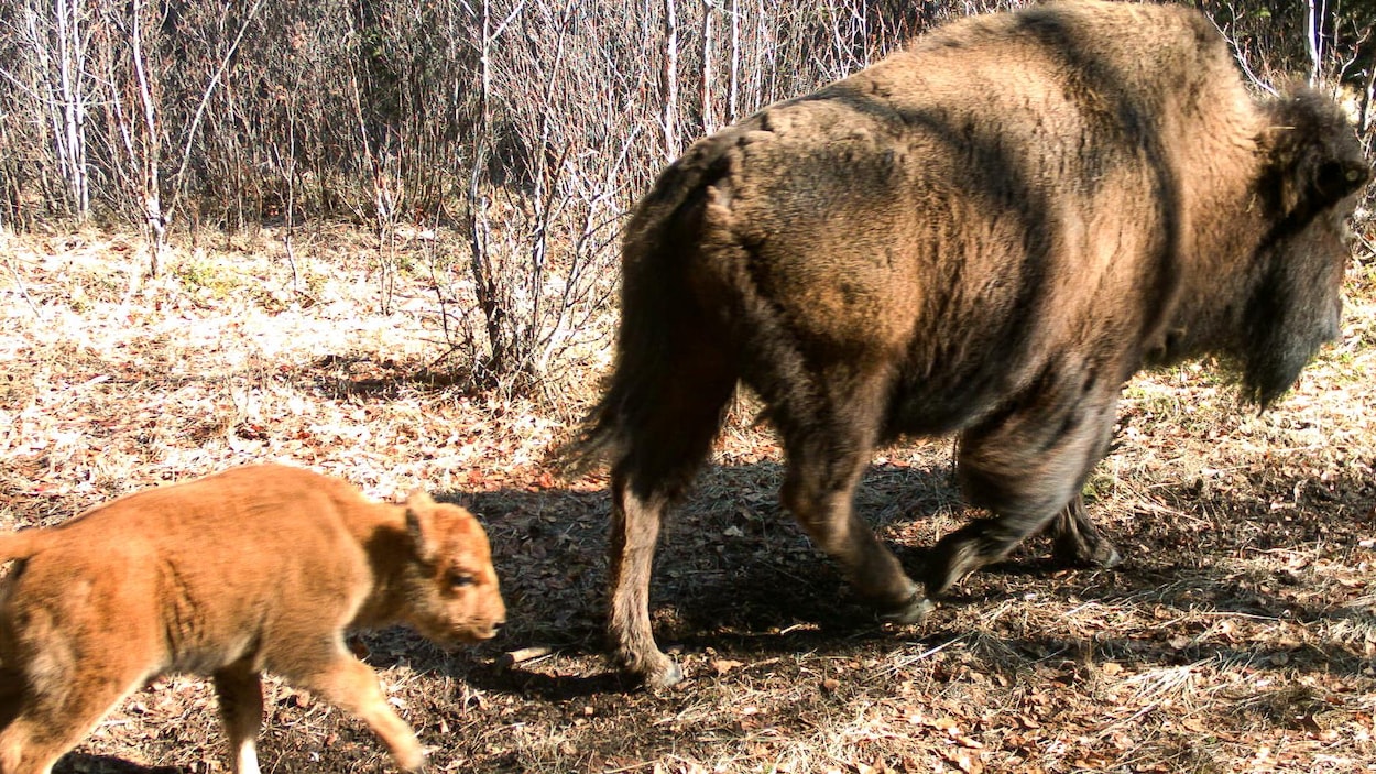 Un bébé bison suit un bison adulte dans le parc national Banff.