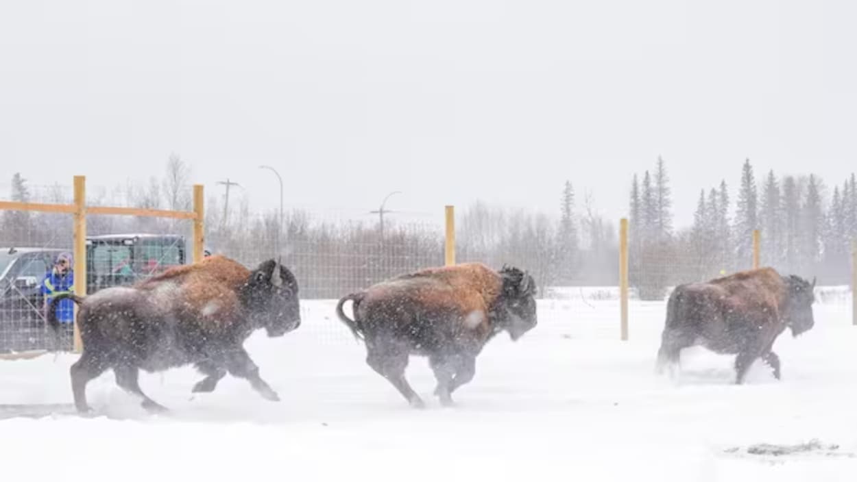 Des bisons sont de retour sur une terre métisse en Alberta…120 ans plus tard