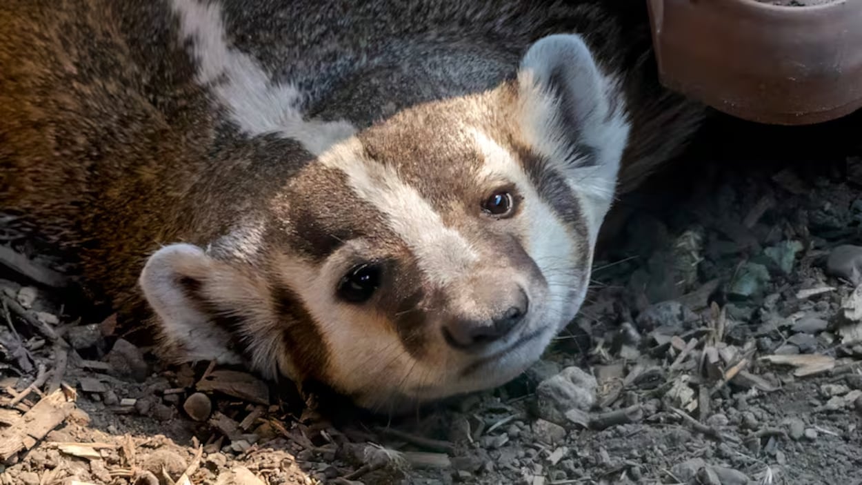 Les blaireaux d’Amérique dans les Prairies, une espèce au statut préoccupant