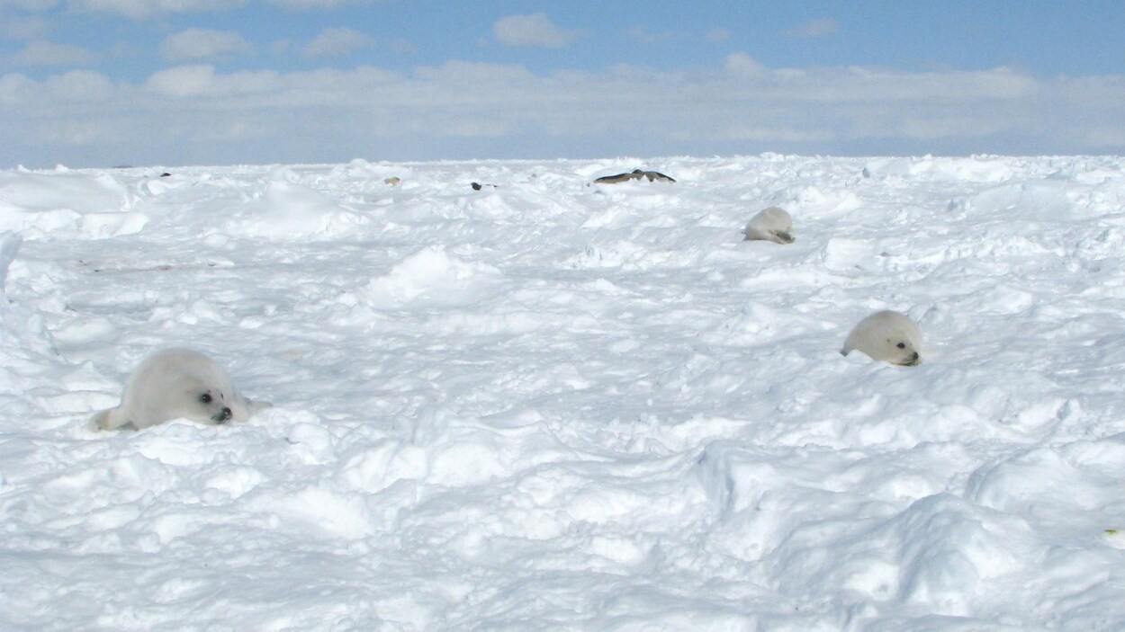 Quelques blanchons sur la banquise.