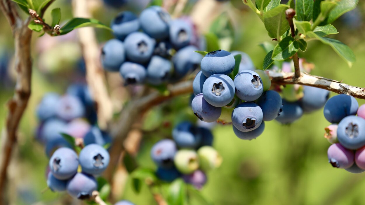Des bleuets sont bien visibles dans un champ.