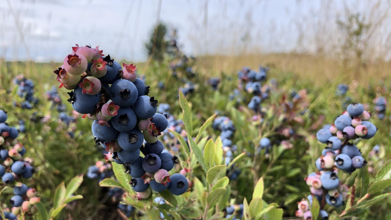 Gros plan sur un plan de bleuets