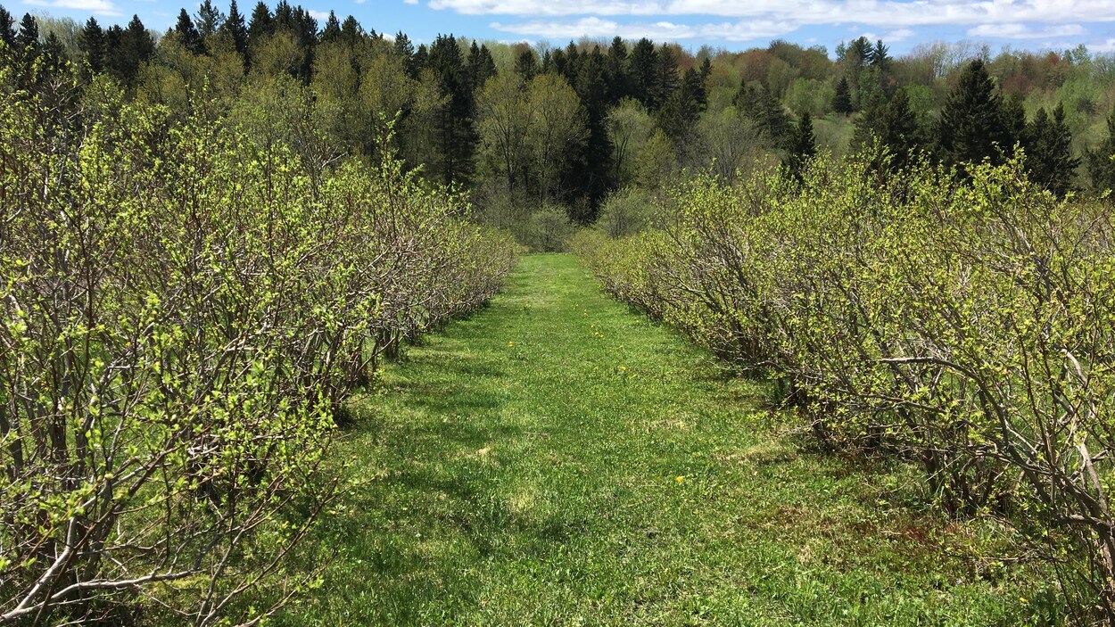 Située dans une pente abrupte, une bleuetière sauvée des pluies Radio